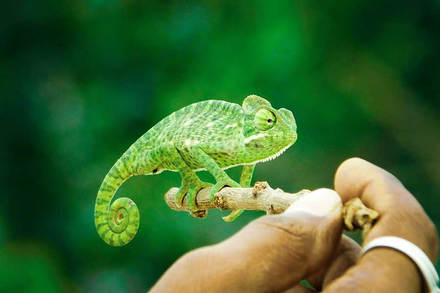 Portal Boni: Tudo Que Você Precisa Saber, Com o Conteúdo Que Você Merece