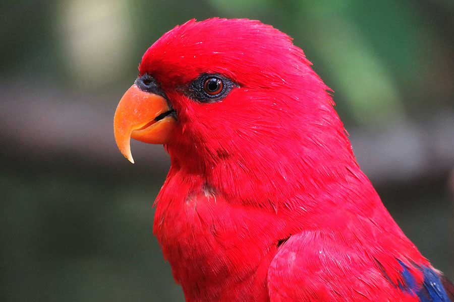 Portal Boni: Seu Destino Completo para Informação Confiável, Entretenimento e Cultura