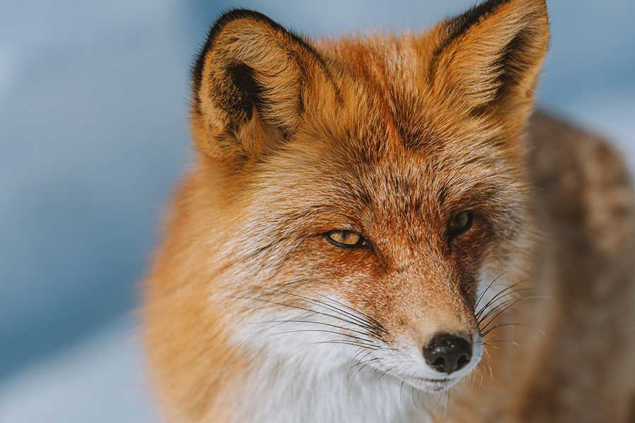 Portal Boni: Conecte-se com o Mundo Através de Conteúdo Inspirador e Informativo