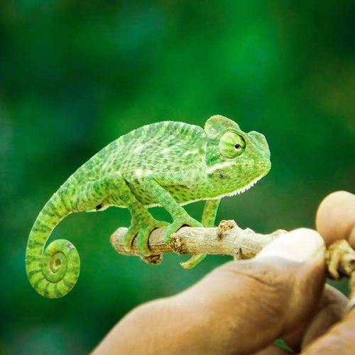 Portal Boni: Tudo Que Você Precisa Saber, Com o Conteúdo Que Você Merece