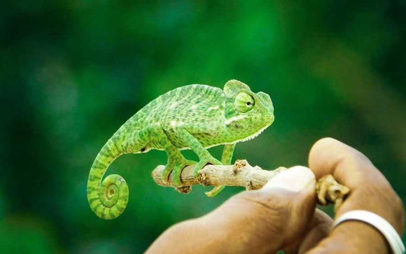 Portal Boni: Tudo Que Você Precisa Saber, Com o Conteúdo Que Você Merece