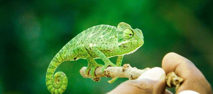 Portal Boni: Tudo Que Você Precisa Saber, Com o Conteúdo Que Você Merece