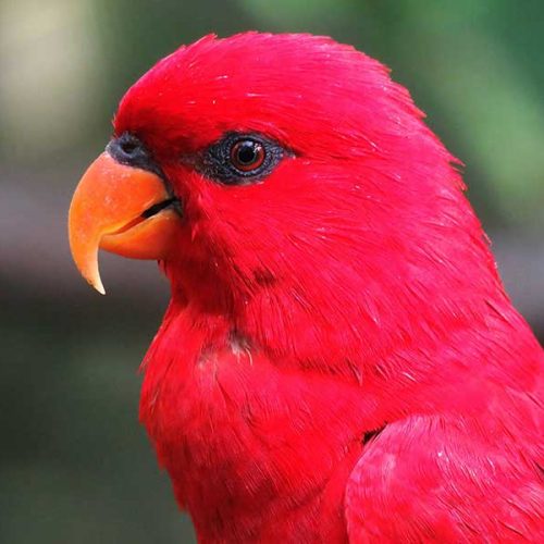 Portal Boni: Seu Destino Completo para Informação Confiável, Entretenimento e Cultura