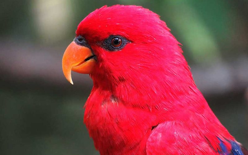 Portal Boni: Seu Destino Completo para Informação Confiável, Entretenimento e Cultura