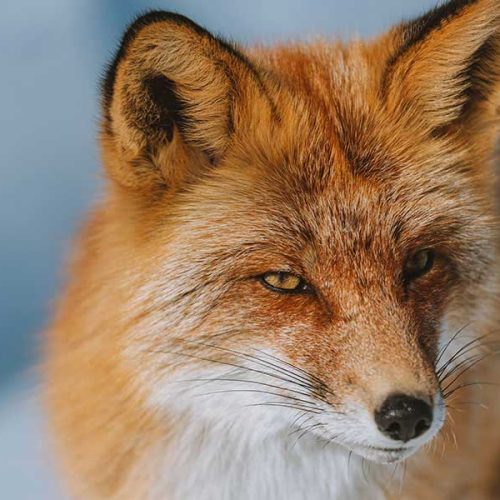 Portal Boni: Conecte-se com o Mundo Através de Conteúdo Inspirador e Informativo