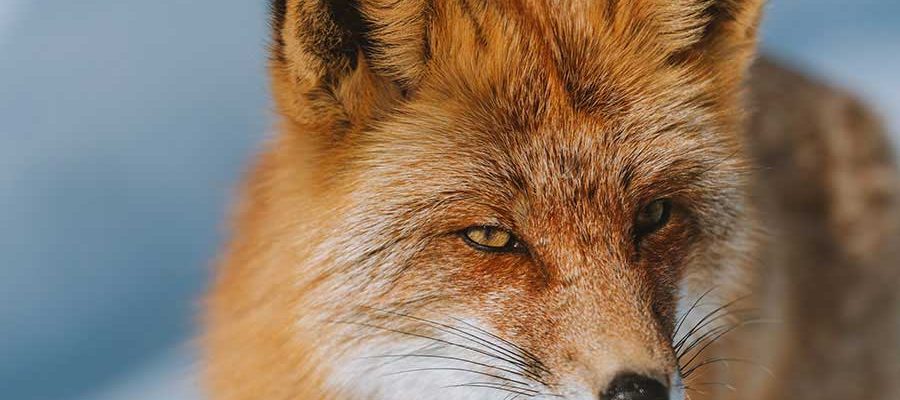 Portal Boni: Conecte-se com o Mundo Através de Conteúdo Inspirador e Informativo